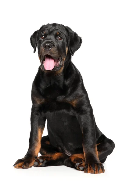 Sevimli Rottweiler köpek oturur — Stok fotoğraf