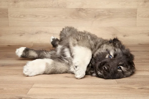 白人シェパードの子犬 — ストック写真