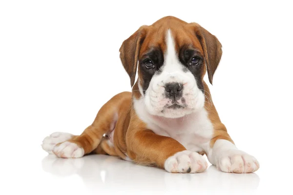 Beyaz üzerine Alman boksör köpek — Stok fotoğraf