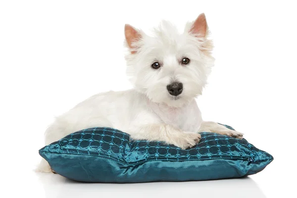 Highland Terrier blanco sobre almohada —  Fotos de Stock