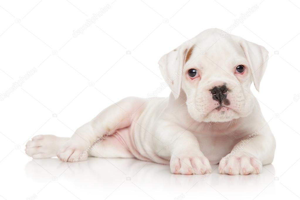 How Much Is A White Boxer Puppy