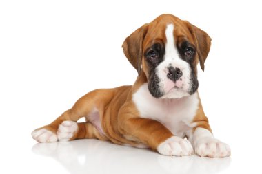 Beyaz üzerine Alman boksör köpek