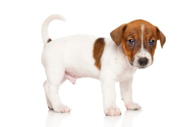Jack Russell Terrier yavru beyaz