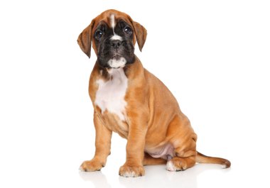 Beyaz üzerine Alman boksör köpek