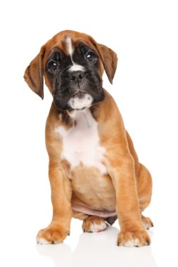 Beyaz üzerine Alman boksör köpek