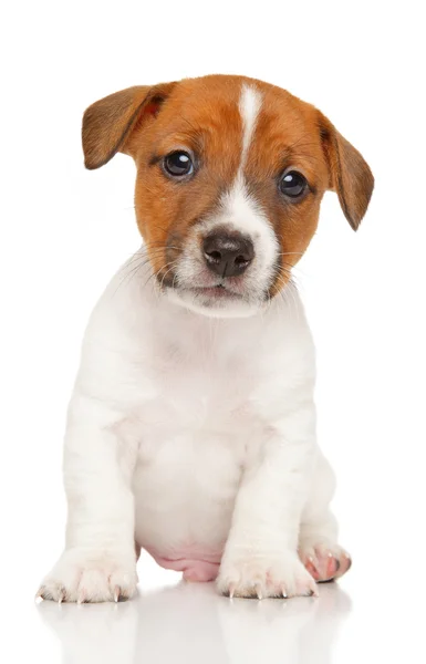 Jack russell teriér štěně. — Stock fotografie