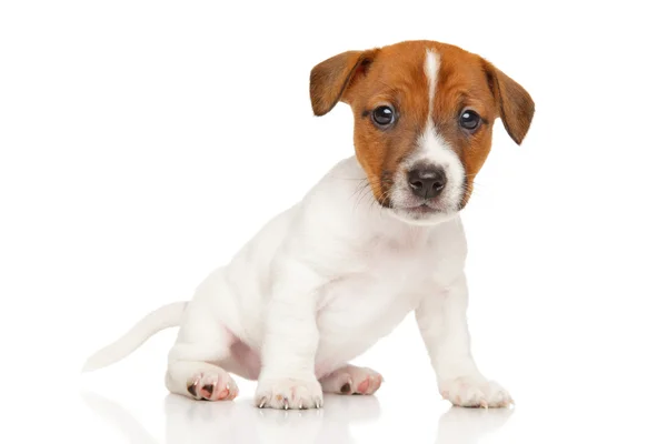 Jack russell terrier cachorro sobre fondo blanco — Foto de Stock