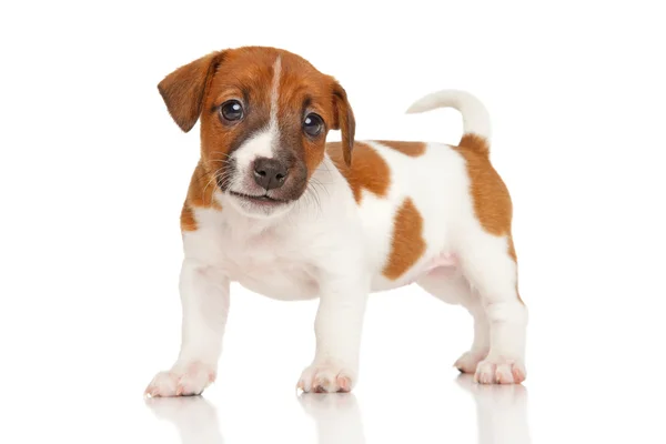 Jack Russell Terrier valp på vit — Stockfoto