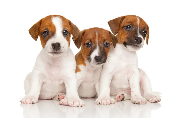 Jack Russell terrier valpar på vit — Stockfoto