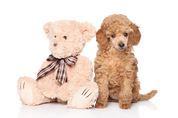 Пудель щенок с игрушкой на белом фоне
