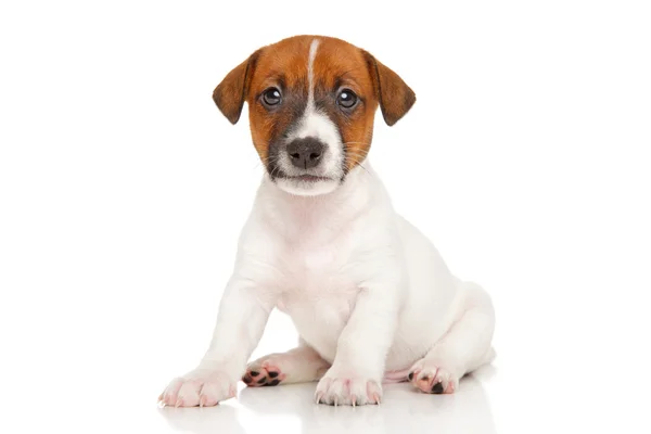 Jack russell terrier valp — Stockfoto