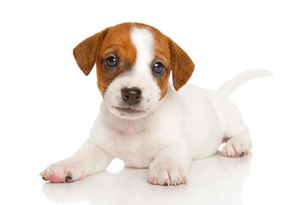 Jack Russell teriér štěně na bílém pozadí — Stock fotografie