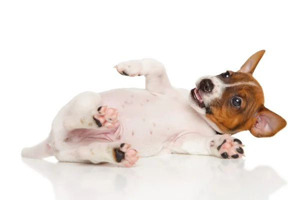 Jack Russell terrier cachorro em branco — Fotografia de Stock