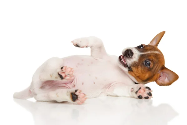 Jack Russell teriér štěně na bílém pozadí — Stock fotografie