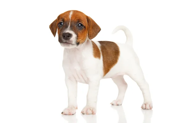Jack Russell terrier cachorro em branco — Fotografia de Stock