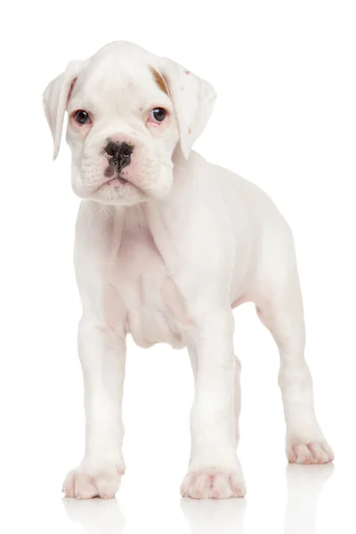 4 765 Boxer Puppy Stock Photos Boxer Puppy Images Depositphotos 4 765 Boxer Puppy Stock Photos Boxer Puppy Images Depositphotos