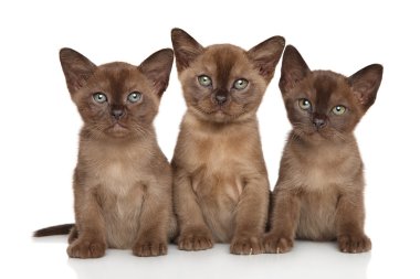 Beyaz bir arka plan üzerindeki Birman yavru kedi