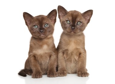 İki kedi doğurmak Birmanya beyaz arka plan üzerinde