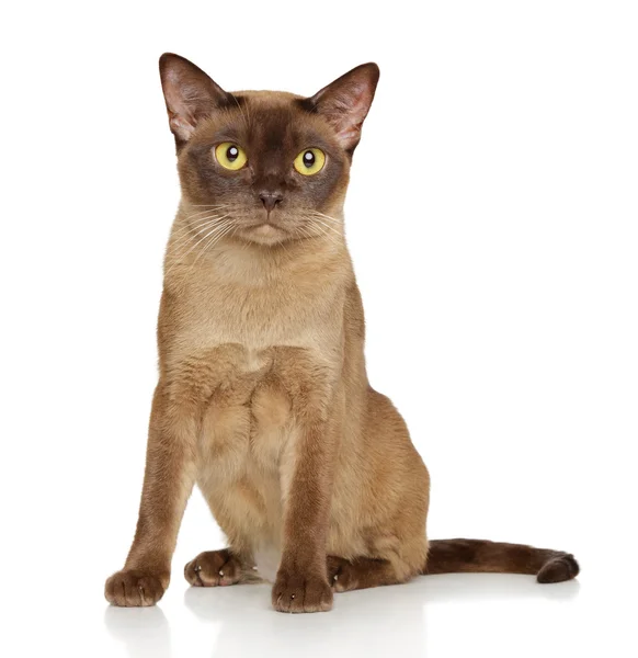 Burmese burma cat — Stock Photo, Image