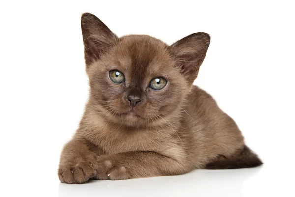 Birmanesa, gatinho da Birmânia — Fotografia de Stock