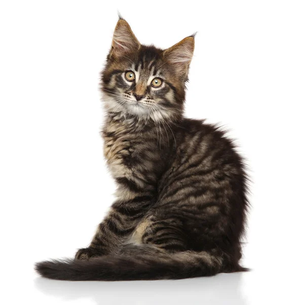 Maine Coon kitten — Stock Photo, Image