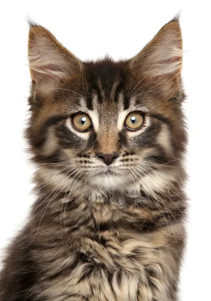 Close-up of Maine Coon kitten isolated on white background — Stock Photo, Image