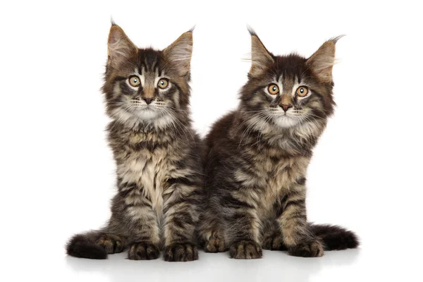 Maine Coon gatitos —  Fotos de Stock