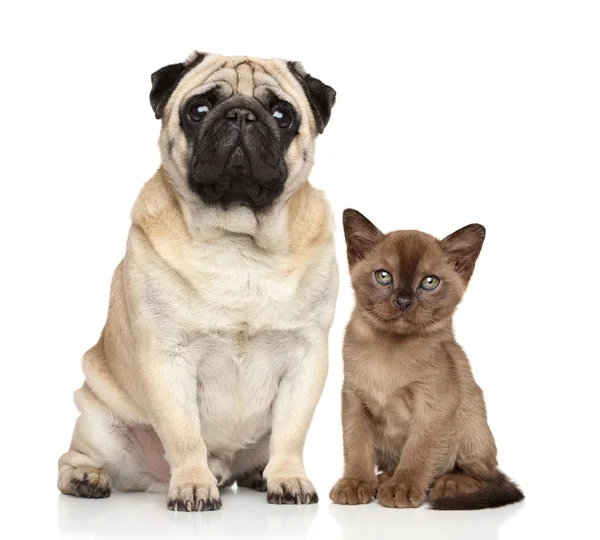 Kätzchen und Hund zusammen — Stockfoto