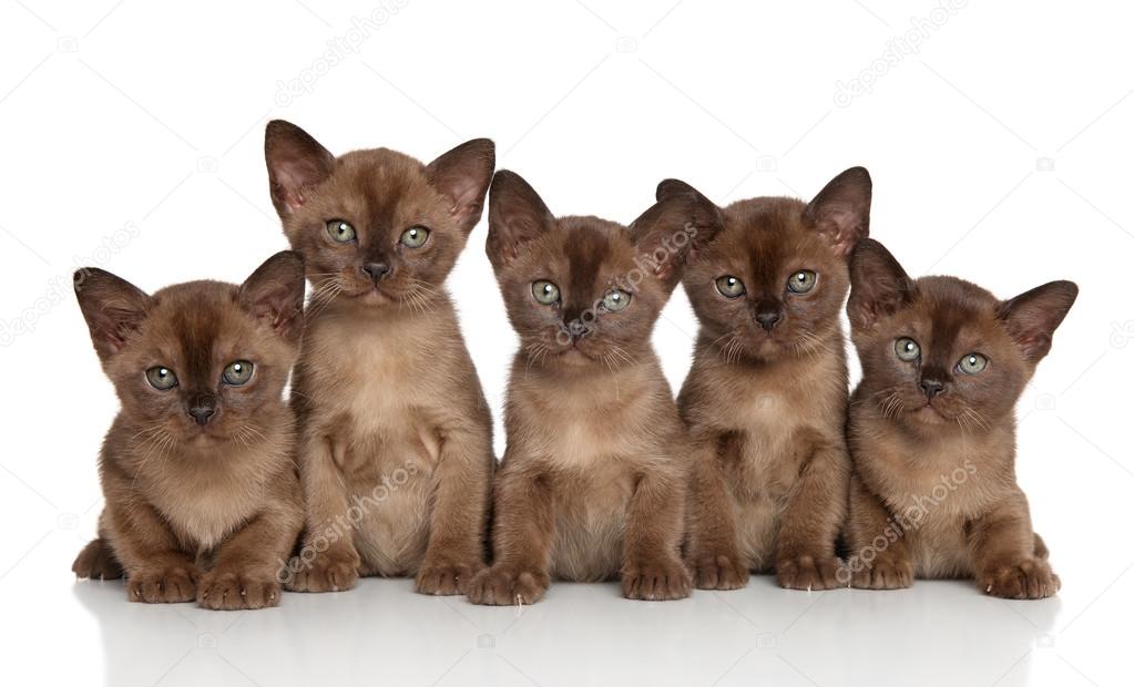 Group of Burmese kittens