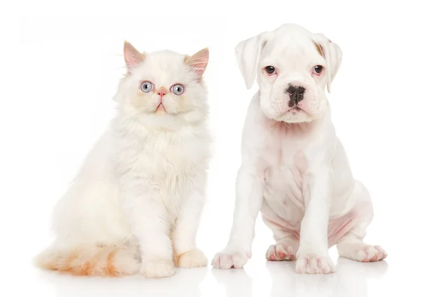 Gatito y cachorro juntos en blanco —  Fotos de Stock