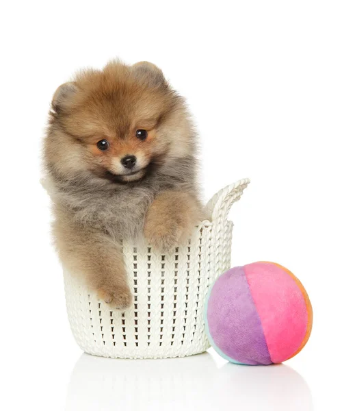 Pomeranian Spitz Filhote Cachorro Fundo Branco — Fotografia de Stock