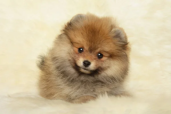 Pomeranian Spitz Štěně Odpočívá — Stock fotografie