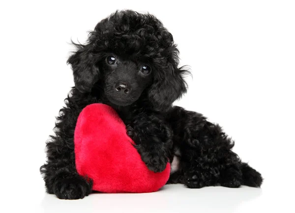 Juguete Caniche Acostado Sobre Fondo Blanco Con Corazón Rojo — Foto de Stock