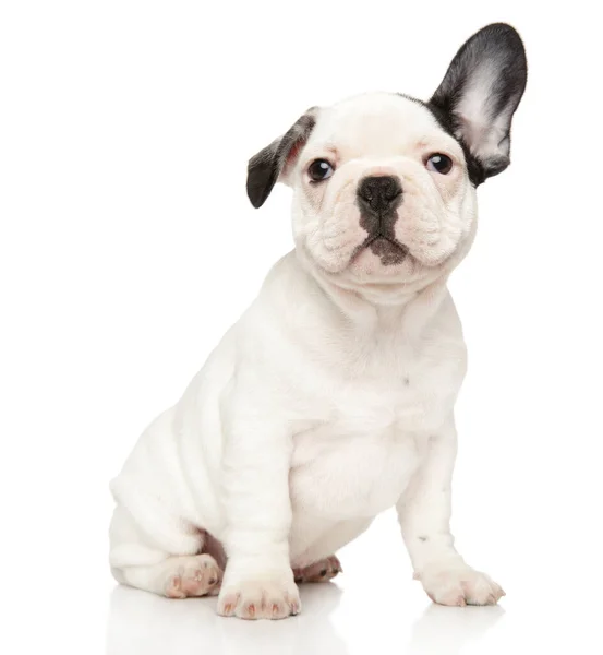 Kulağı Kalkık Beyaz Arka Planda Oturan Komik Bir Fransız Bulldog — Stok fotoğraf
