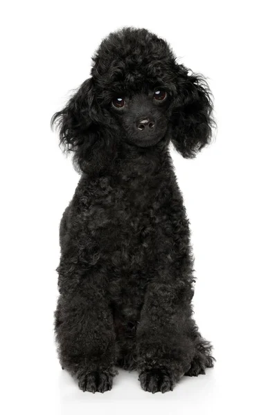 Svart Toy Poodle Valp Vit Bakgrund Framifrån — Stockfoto