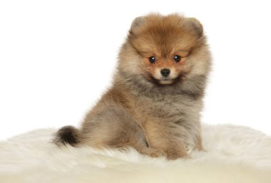 Beyaz arka planda küçük bir köpek yavrusu