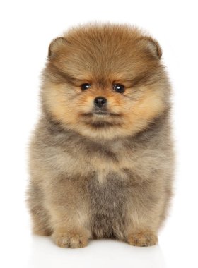 Beyaz arka planda bir Spitz köpeğinin yakın plan portresi