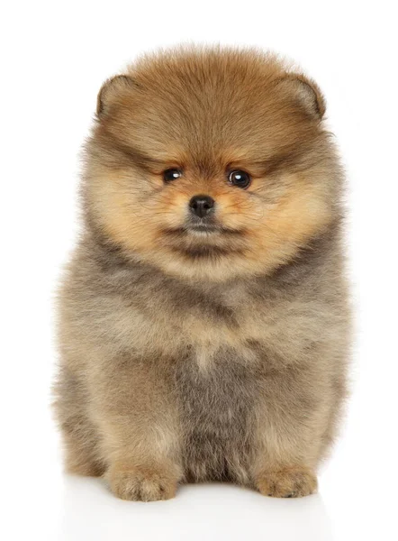 Beyaz arka planda bir Spitz köpeğinin yakın plan portresi