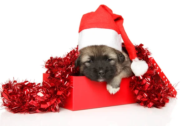 New Year Gift Caucasian Shepherd Puppy Santa Hat Gift Box — Stock Photo, Image