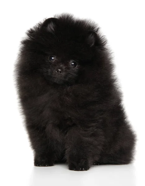 Lindo Cachorro Negro Pomeranian Sentado Sobre Fondo Blanco — Foto de Stock