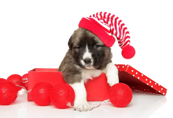 Cachorrinho Pastor Caucasiano Chapéu Vermelho Papai Noel Uma Caixa Presente — Fotografia de Stock