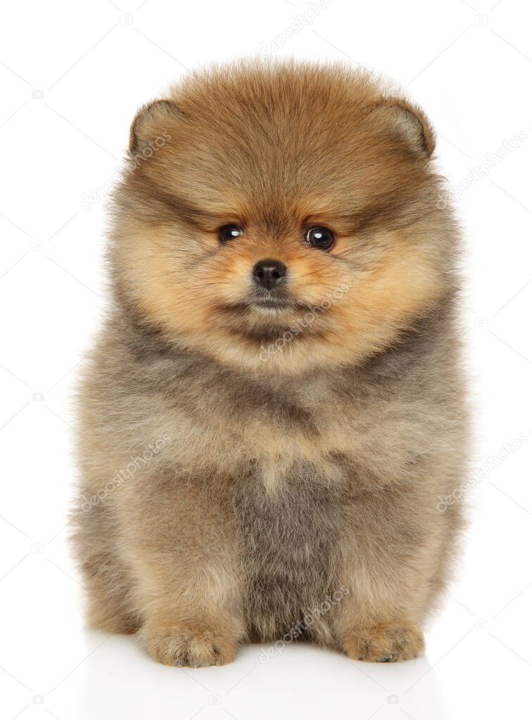 Close-up portrait of a Spitz puppy on white background