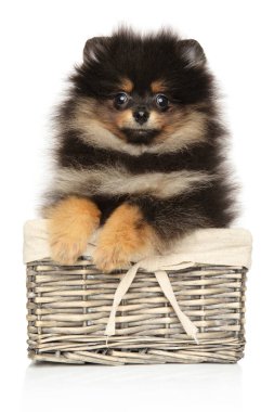 Beyaz bir arka planda hasır sepette şirin Pomeranya Spitz köpeği.