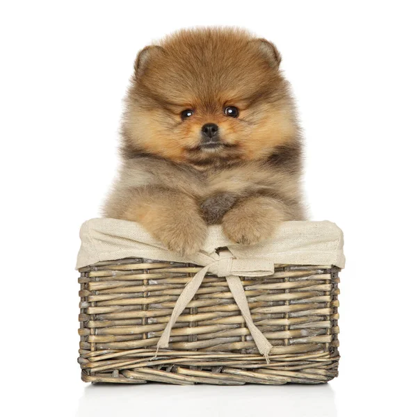Beyaz Arka Planda Hasır Sepette Pomeranian Spitz Köpeği — Stok fotoğraf