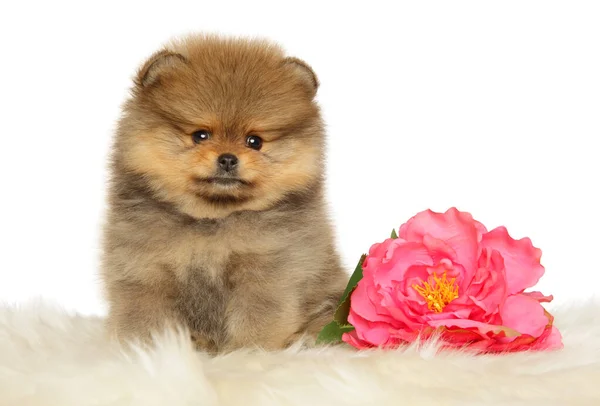 Filhote Cachorro Pomerânia Senta Perto Uma Enorme Flor Rosa Fundo — Fotografia de Stock