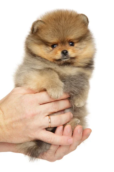 Hombre Sostiene Cachorro Pomeranian Spitz Las Manos Sobre Fondo Blanco — Foto de Stock