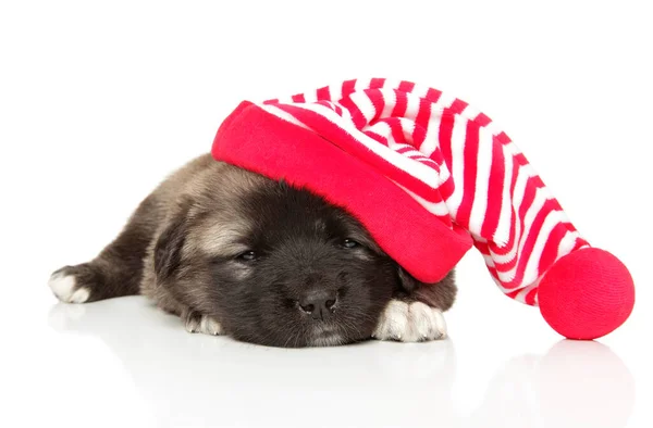 Kaukasische Herder Puppy Slaapt Zoet Een Enorme Hoed Een Witte — Stockfoto