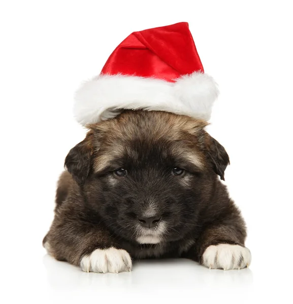Caucasian Shepherd Puppy Santa Hat Lies White Background — Stock Photo, Image