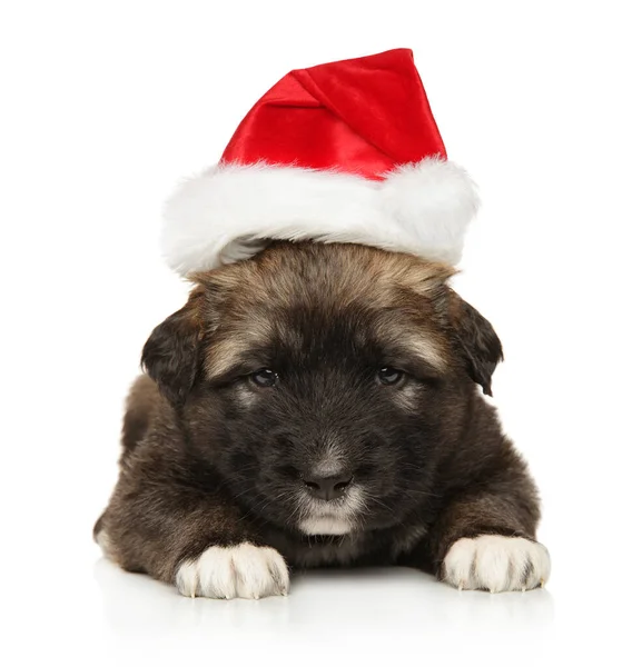 Caucásico Pastor Cachorro Santa Sombrero Encuentra Fondo Blanco —  Fotos de Stock