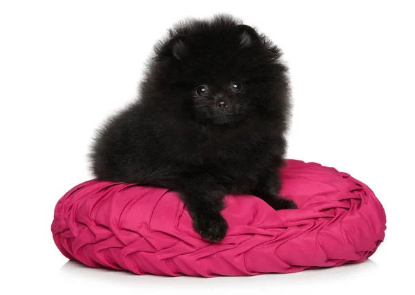 Pequeno Cachorro Pomeranian Preto Encontra Travesseiro Redondo Fundo Branco — Fotografia de Stock